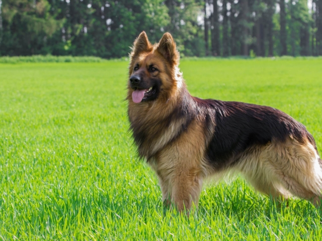 German Shepherd