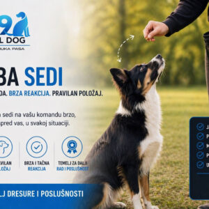 Kako naučiti psa da sedne, korak po korak