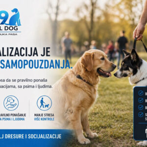 Kako pravilno socijalizovati psa korak po korak?